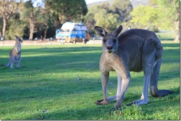 Czy w Australii jest bezpiecznie? Odkryj niebezpieczeństwa i zagrożenia Czy w Australii jest bezpiecznie? Odkryj niebezpieczeństwa i zagrożenia